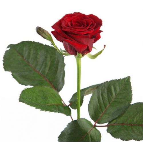 Rose red piece ― Floristik — flower delivery all over Ukraine