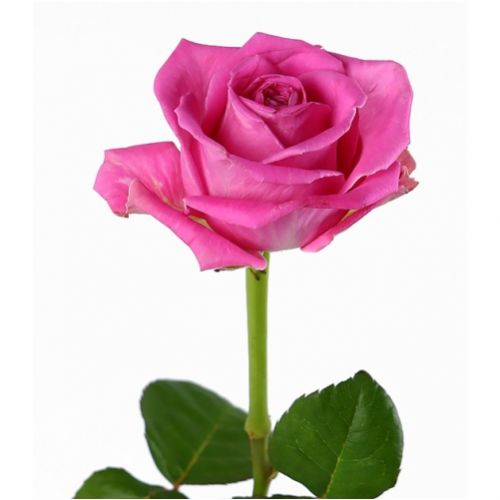 Rose pink piece ― Floristik — flower delivery all over Ukraine