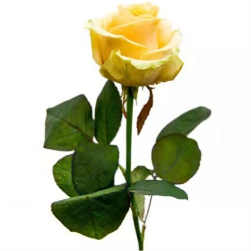 Rose Peach piece ― Floristik — flower delivery all over Ukraine