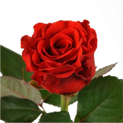 Rose El Toro piece ― Floristik — flower delivery all over Ukraine