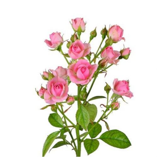 Rose bush pink piece ― Floristik — flower delivery all over Ukraine