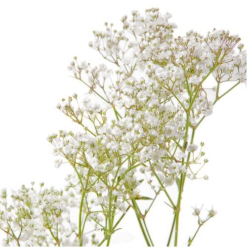 Gypsophila white (branch) ― Floristik — flower delivery all over Ukraine