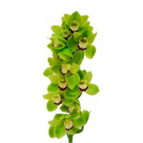 Cymbidium Orchid Lime (branch) ― Floristik — flower delivery all over Ukraine