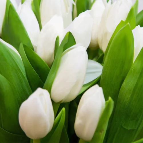 Tulip white piece ― Floristik — flower delivery all over Ukraine