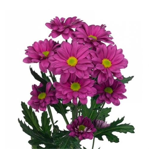 Chrysanthemum lilac piece ― Floristik — flower delivery all over Ukraine