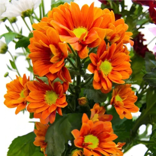 Chrysanthemum orange piece ― Floristik — flower delivery all over Ukraine