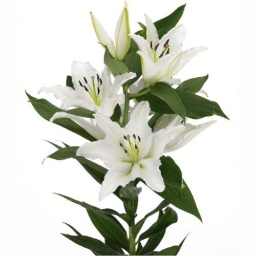 Lily white branch ― Floristik — flower delivery all over Ukraine