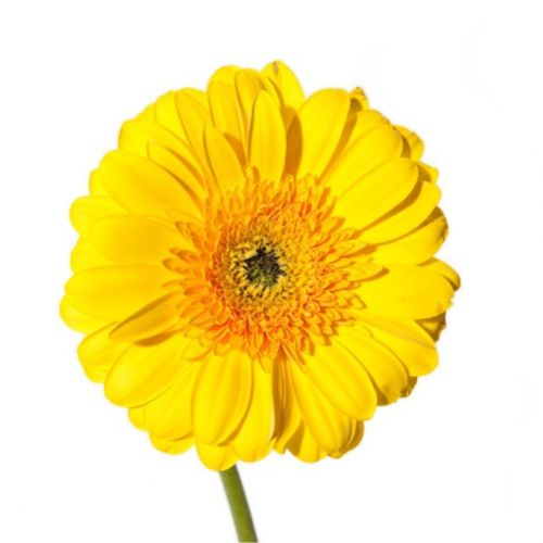 Gerbera yellow piece ― Floristik — flower delivery all over Ukraine