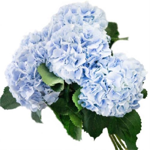 Hydrangea piece ― Floristik — flower delivery all over Ukraine