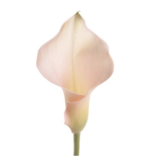 Calla white piece ― Floristik — flower delivery all over Ukraine