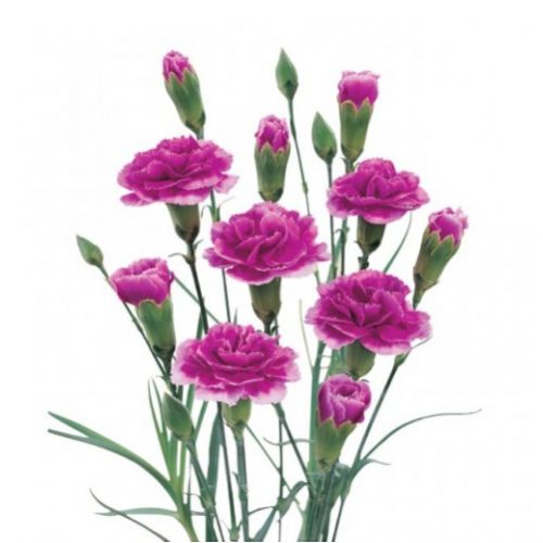 Cloves bush lilac piece ― Floristik — flower delivery all over Ukraine