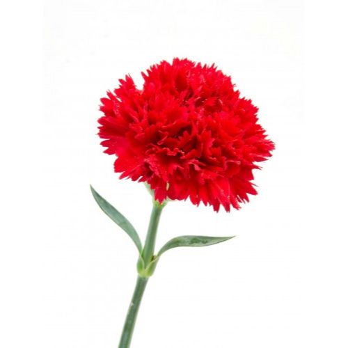 Carnation red piece ― Floristik — flower delivery all over Ukraine