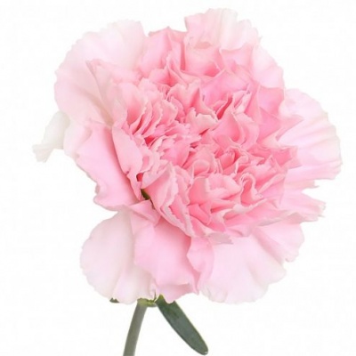 Carnation bright pink piece ― Floristik — flower delivery all over Ukraine