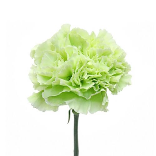 Carnation  lime ― Floristik — flower delivery all over Ukraine