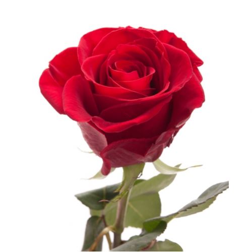 Rose Fried piece ― Floristik — flower delivery all over Ukraine