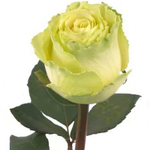 Rose Limbaugh piece ― Floristik — flower delivery all over Ukraine