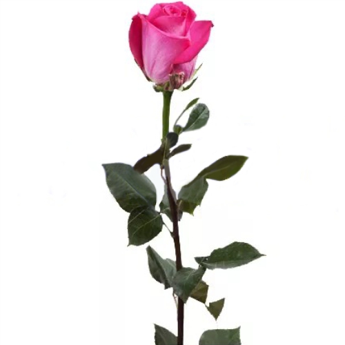 Rose Topaz piece ― Floristik — flower delivery all over Ukraine