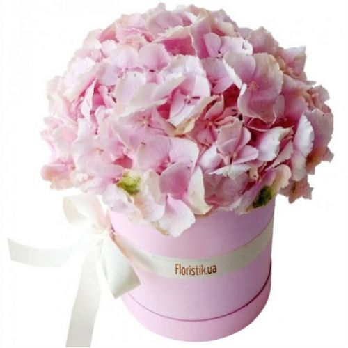 Box marshmallow hydrangea ― Floristik — flower delivery all over Ukraine