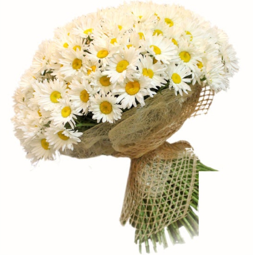 Bouquet 101 chamomile ― Floristik — flower delivery all over Ukraine