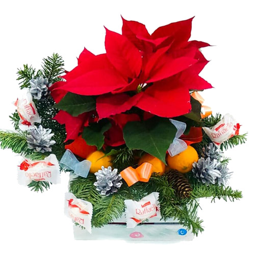 Set with christmas flowers ― Floristik — flower delivery all over Ukraine
