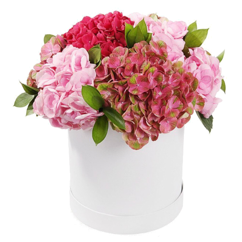 Box Velvet Hydrangeas ― Floristik — flower delivery all over Ukraine
