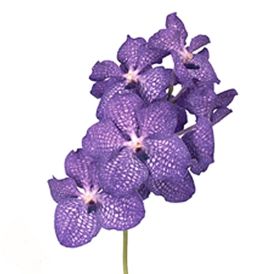 Vanda Orchid ― Floristik — flower delivery all over Ukraine