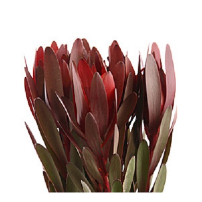 Leucodendron ― Floristik — flower delivery all over Ukraine