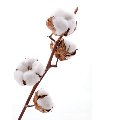 Cotton ― Floristik — flower delivery all over Ukraine