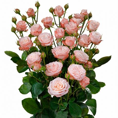 Bush rose Bombastic ― Floristik — flower delivery all over Ukraine