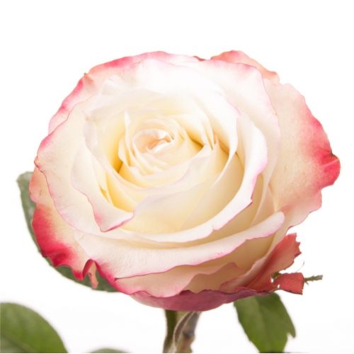 Rose Svitness ― Floristik — flower delivery all over Ukraine