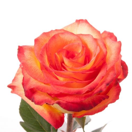 Rose High Magic ― Floristik — flower delivery all over Ukraine