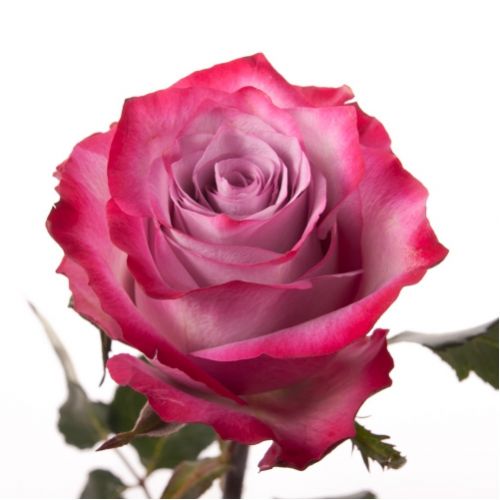 Rose Deep Purple ― Floristik — flower delivery all over Ukraine