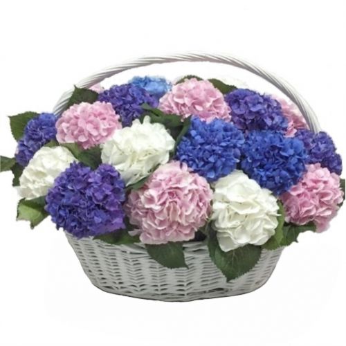 Hydrangea basket ― Floristik — flower delivery all over Ukraine