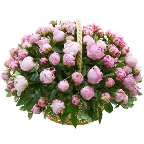 Basket of 75 peonies ― Floristik — flower delivery all over Ukraine