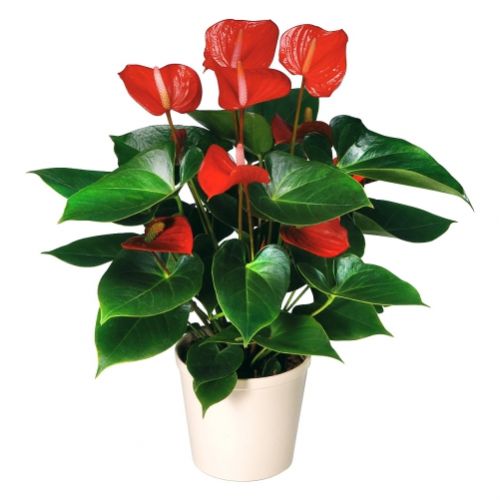 Red Anthurium. Buy Red Anthurium in the online store Floristik