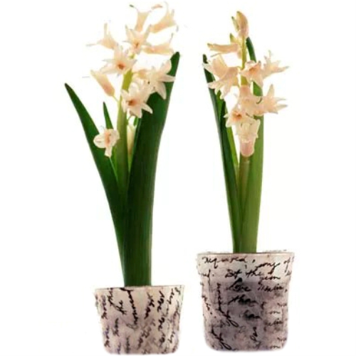 Hyacinth. Buy Hyacinth in the online store Floristik
